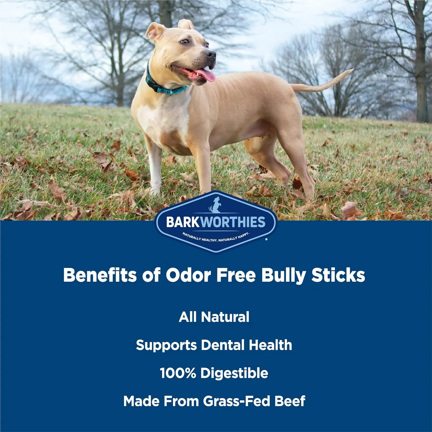 Barkworthies Odor Free Standard Bully Sticks for Dogs