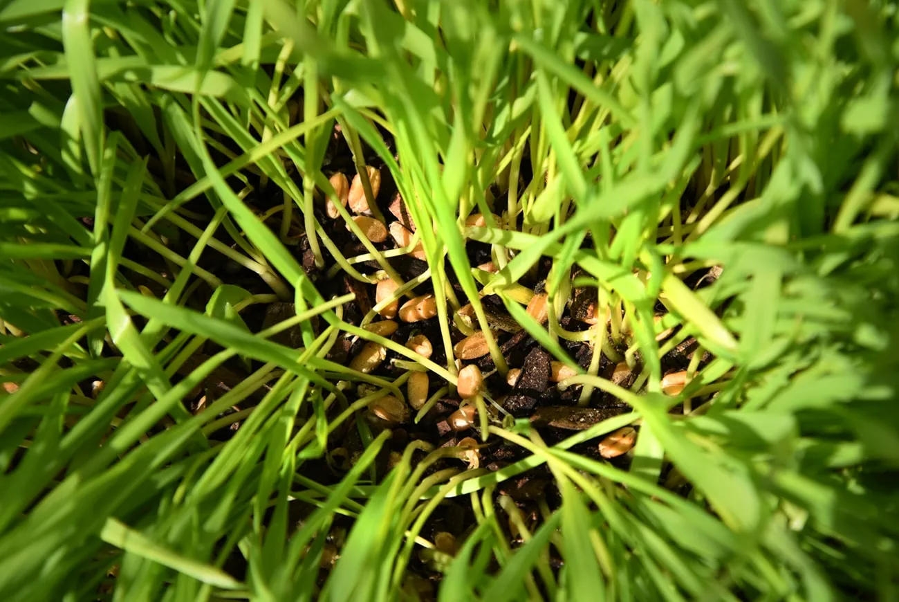 Cat Grass Seeds | Wheatgrass