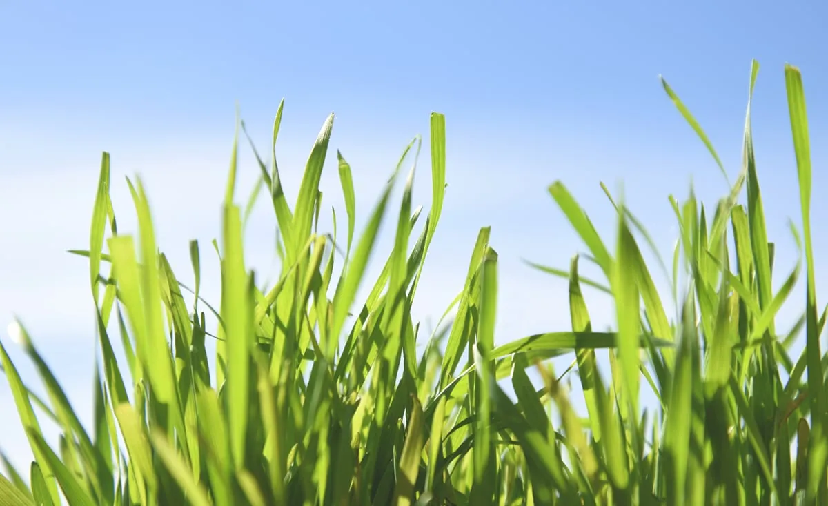 Cat Grass Seeds | Wheatgrass