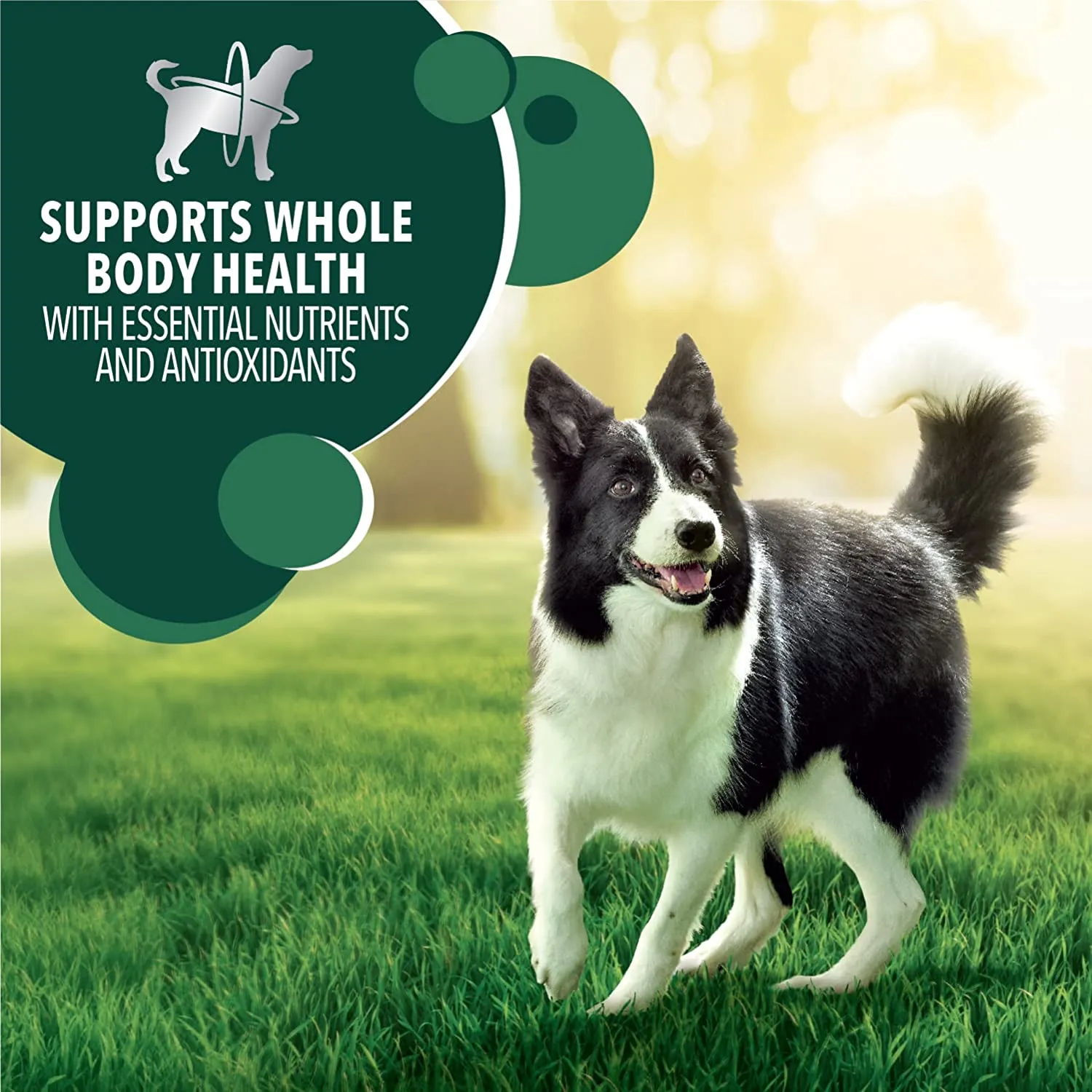 Iams Advance Health Healthy Digestion Dry Dog Food